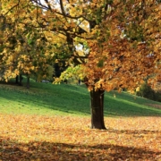 Berlin Volkspark Friedrichshain