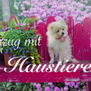 Umzug Mit Haustieren